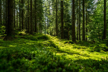 Forest soundfield cover